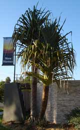 pandanus